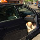 Taxi geleidehond 2